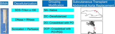 Photooxidation and Pentagalloyl Glucose Cross-Linking Improves the Performance of Decellularized Small-Diameter Vascular Xenograft In Vivo